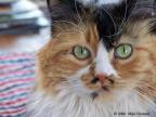 calico